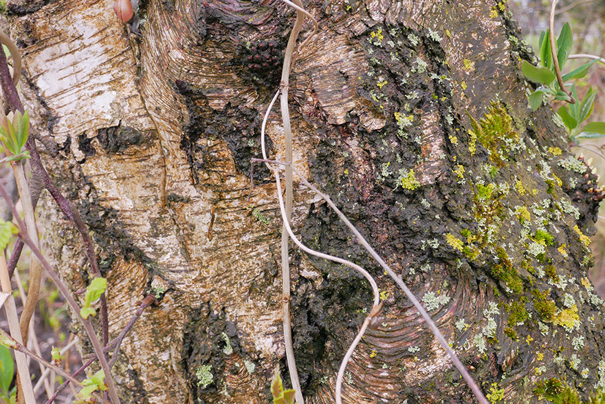 Satzungsmäßige Altersgrenze von 70 Jahren für Geschäftsführer verstößt NICHT  gegen das AGG